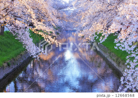 五条川の桜並木 12668568