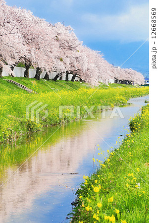 佐奈川の桜 12668569