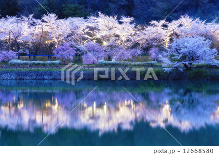 水源公園のライトアップ 水源公園のライトアップ 12668580