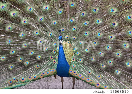 孔雀 孔雀 12668619