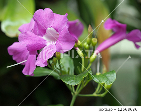 サリタエア 12668636