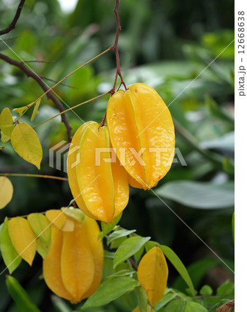 スターフルーツ 12668638