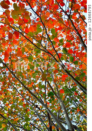 ベニバナマンサクの紅葉 12668795