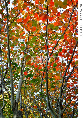 ベニバナマンサクの紅葉 12668796
