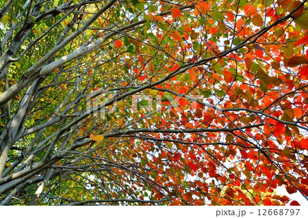 ベニバナマンサクの紅葉 12668797