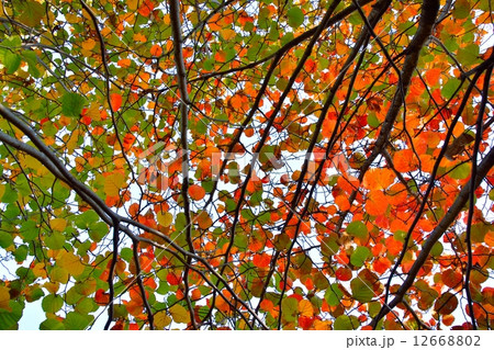 ベニバナマンサクの紅葉 12668802