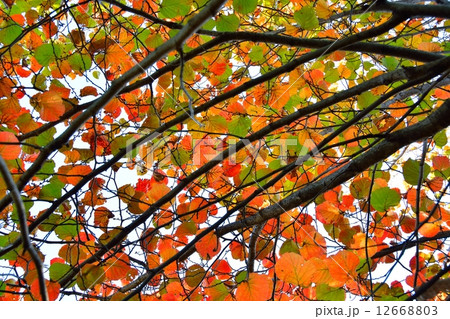 ベニバナマンサクの紅葉 12668803