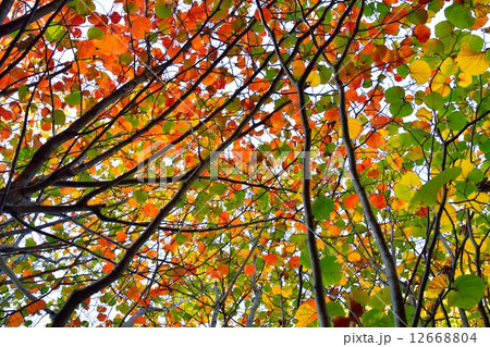 ベニバナマンサクの紅葉 12668804