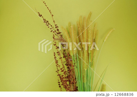 秋の野草・実を付けたエノコログサとスイバ・草色バック横位置 12668836