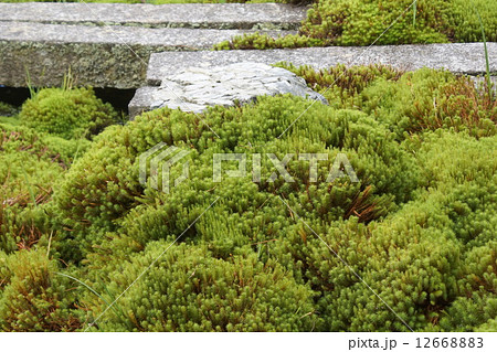 コケある庭 コケある庭 12668883