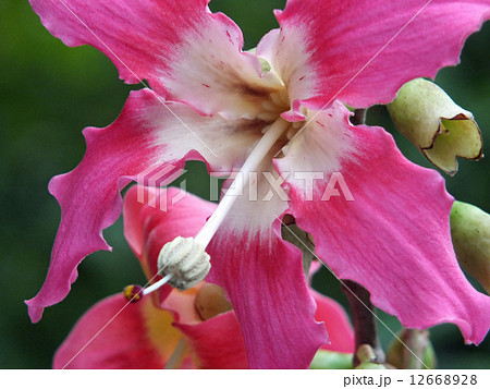 トックリキワタ 12668928