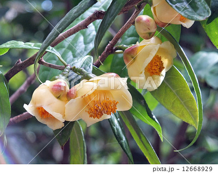 キンカチャ 12668929