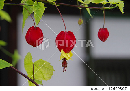 チロリアンランプ 12669307