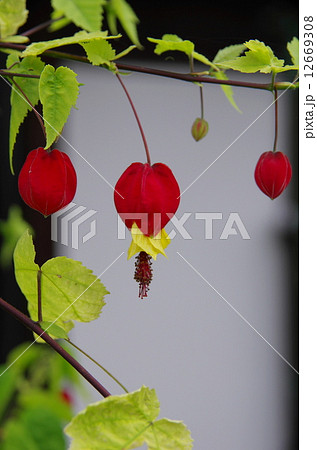 チロリアンランプ 12669308