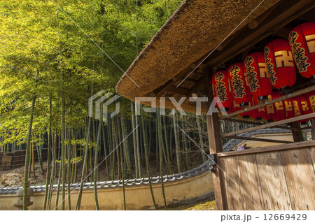 竹林と提灯 12669429