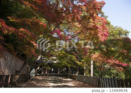 永源寺参道の紅葉 永源寺参道の紅葉 12669636