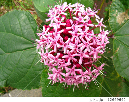 遠目にはアジサイに似ていますが、近寄るとアジサイの花とは違うことに気づきます 12669642