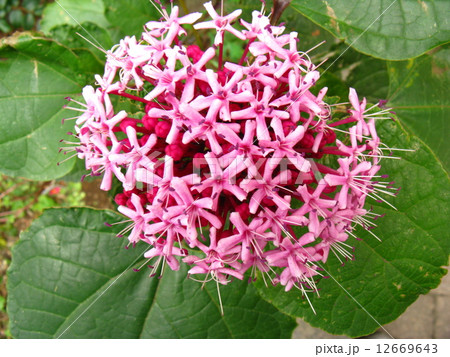 遠目にはアジサイに似ていますが、近寄るとアジサイの花とは違うことに気づきます 12669643