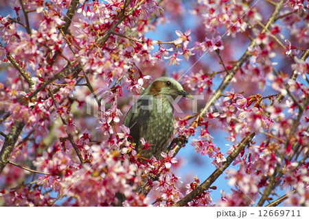 寒桜とヒヨドリ　2 12669711