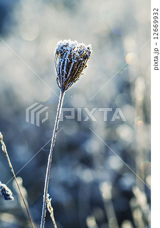 Frozen meadow flower 12669932