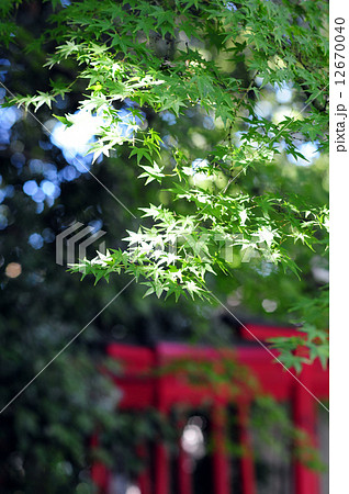 神社のモミジ-2の写真素材 [12670040] - PIXTA