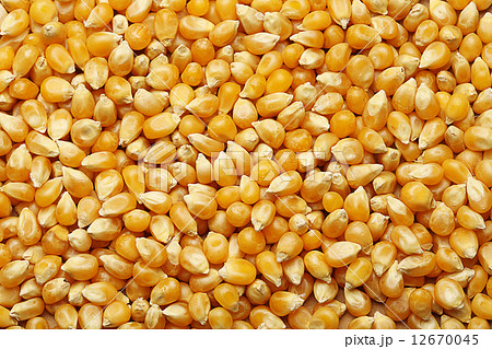 Corn kernels arranged as the background  12670045