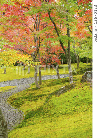 箱根の紅葉 12670123