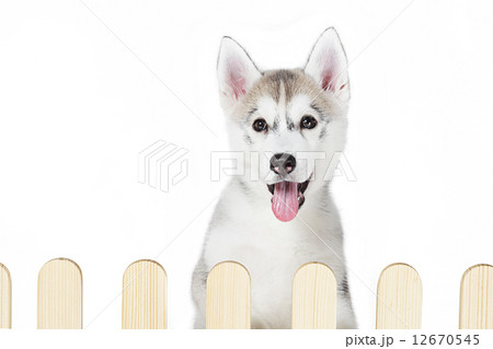 siberian husky inside palisade isolated on white background  siberian husky inside palisade isolated on white background  12670545