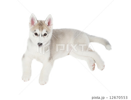 siberian husky small 2 months isolated on white background  12670553