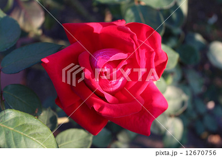 クリスチャンディオール 12670756