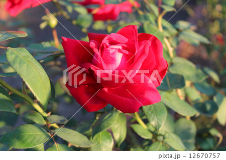 クリスチャンディオール 12670757