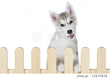 siberian husky inside palisade isolated on white background 12670836