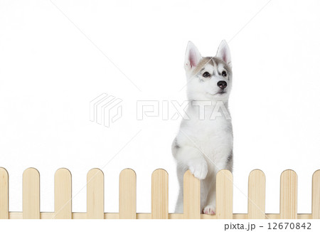 siberian husky inside palisade isolated on white background siberian husky inside palisade isolated on white background 12670842