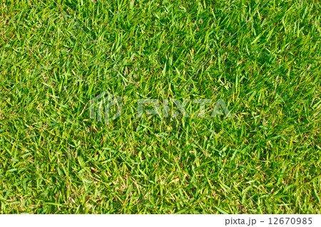 Close up of green grass of football field. Close up of green grass of football field. 12670985