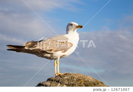 Seagull in blue sky background 12671007