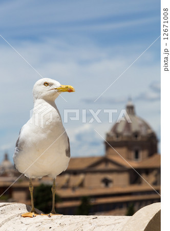 Seagull in the background Rome and blue sky 12671008
