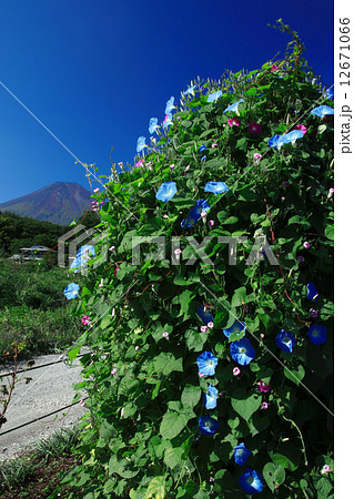 アサガオ咲く富士山 12671066