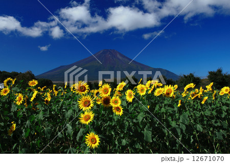 向日葵と富士 12671070