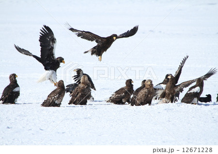 オジロワシ 12671228