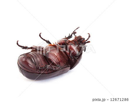 Overturn pose of Coconut rhinoceros beetle 12671286