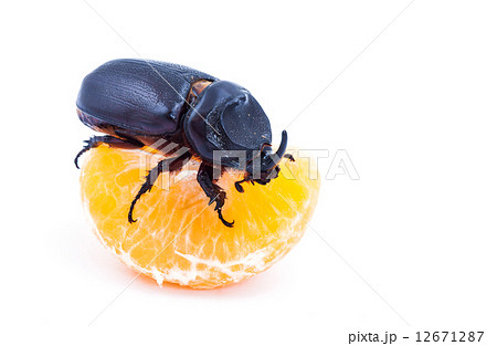 Overturn pose of Coconut rhinoceros beetle Overturn pose of Coconut rhinoceros beetle 12671287