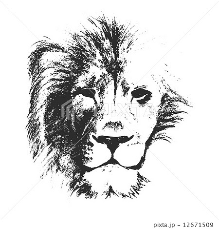 lion head. hand drawn. vector illustration 12671509