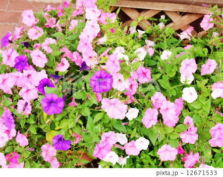 ペチュニア ペチュニア 12671533