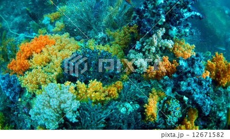 西伊豆　土肥　小下田・飛島沖のソフトコーラル 12671582