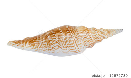 sea shell . 12672789