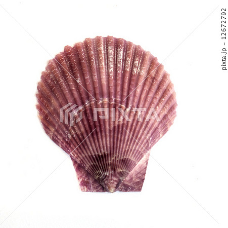 sea shell . 12672792