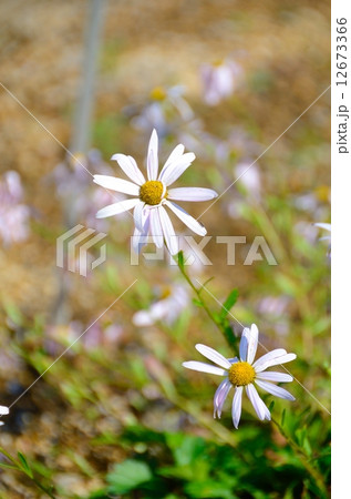 絶滅危惧植物 チョウセンノギク 絶滅危惧IB類(EN) 絶滅危惧植物 チョウセンノギク 絶滅危惧IB類(EN) 12673366