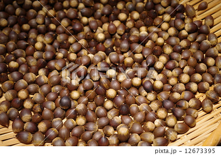 たくさんの椎の実 ツブラジイ たくさんの椎の実 ツブラジイ 12673395