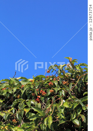ビナンカズラの実と青空 12673754