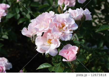 ばらの花・セレッソ ばらの花・セレッソ 12673818